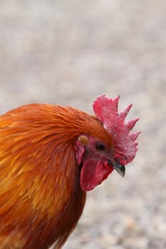 Cockerel