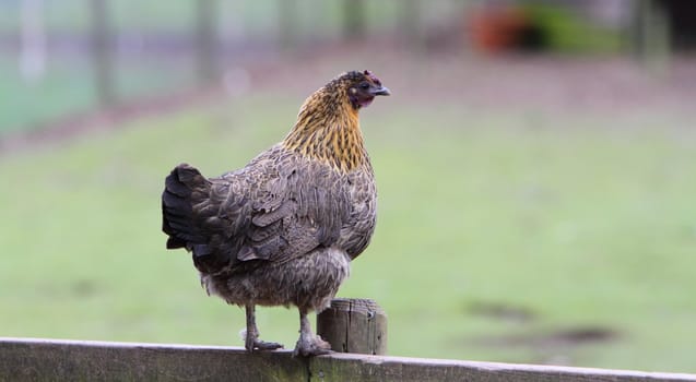Ornamental chicken