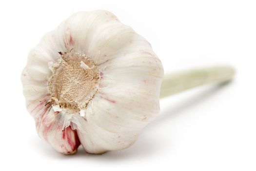 Fresh garlic bulb isolated on a white background.