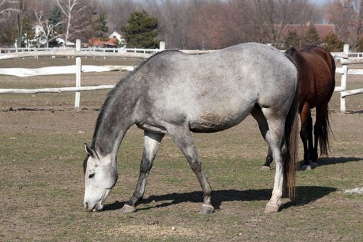 gray horse in corral