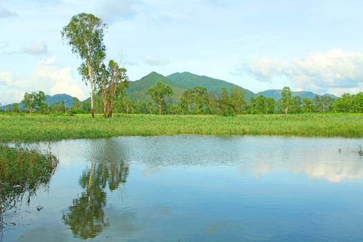 Hong Kong wetland 