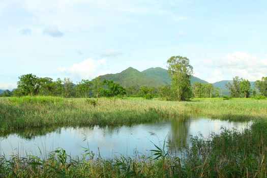 Wetland in Hong Kong at day time