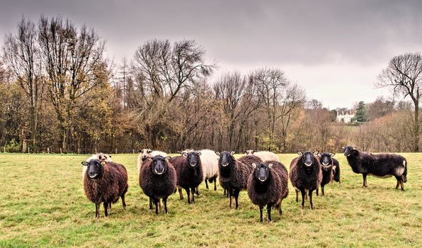 Flock of Welsh Badger face  sheep on a cold frosty day