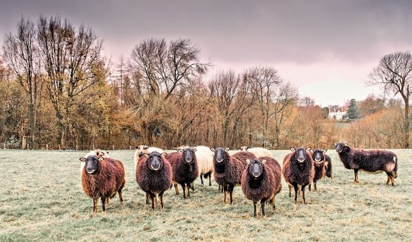 Flock of Welsh Badger face  sheep on a cold frosty day