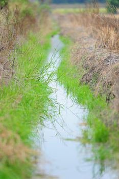 watercourse of agriculture