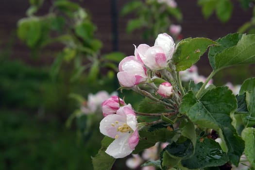 Close up of fruit flowers in the earliest springtime