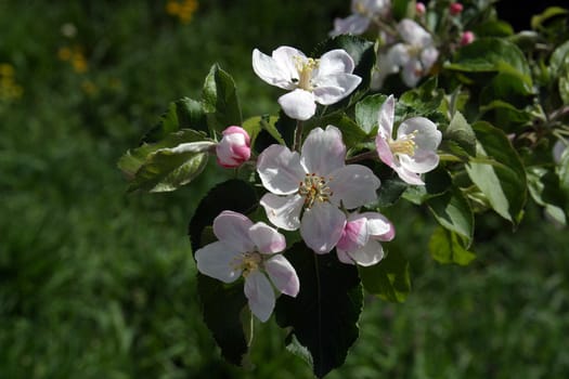 Close up of fruit flowers in the earliest springtime