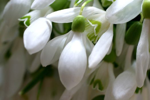Spring flowers