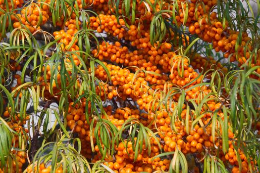 sea buckthorn berries