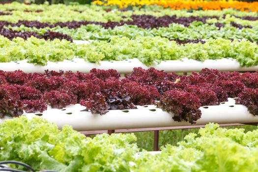 Hydroponic vegetable is planted in a garden.