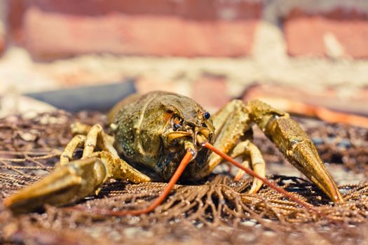 Closeup of crawfish in fishing network