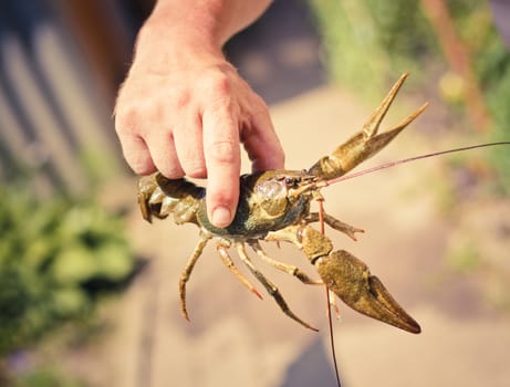 The crawfish in hand near the river.