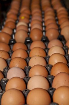 A picture of hen eggs rows pattern box food background