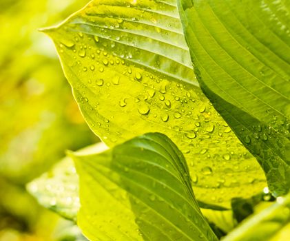 Water drops on the fresh green leaf