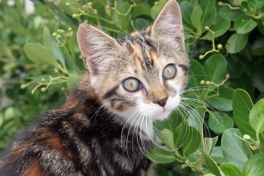 Young cute kind domestic cat portrait