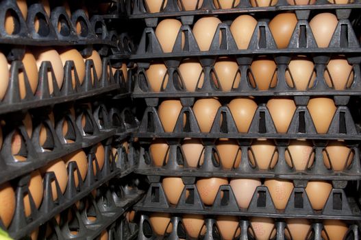 A picture of hen eggs rows pattern box food background