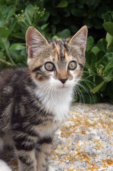 Young cute kind domestic cat portrait
