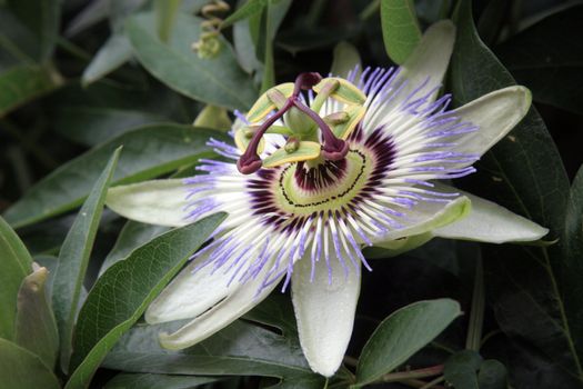 Passion Flower