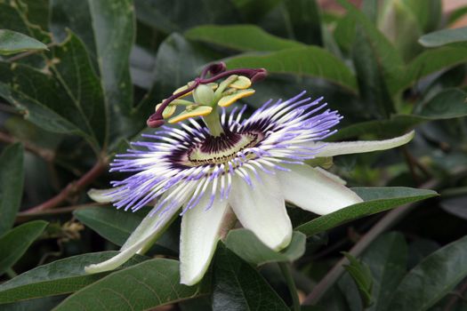 Passion Flower
