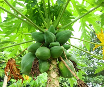 Papayas hanging from the tree