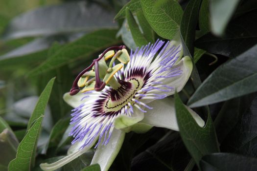 Passion Flower