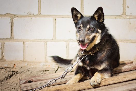 The portrait of young german shepherd