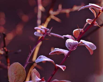 coniferous shrub twig frosty late autumn