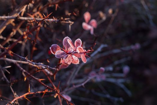 frozen red leaves on the vine with spikes