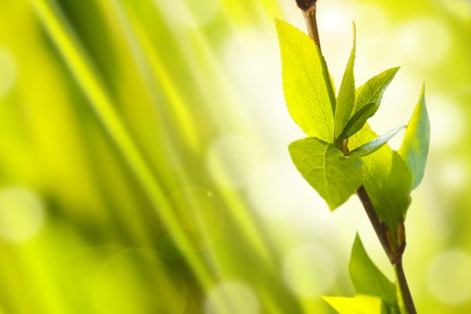 background with fresh green leaves