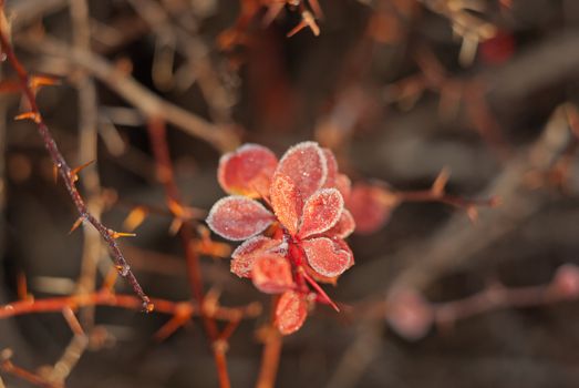 frozen red leaves on the vine with spikes