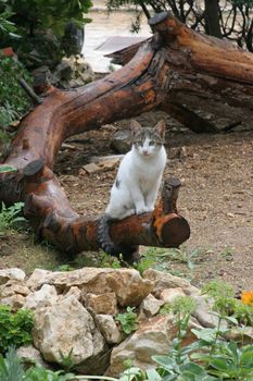 Young cute kind domestic cat portrait