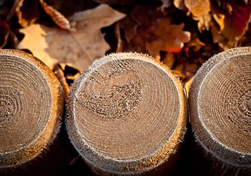 wooden pegs driven into the ground in the frosty autumn day