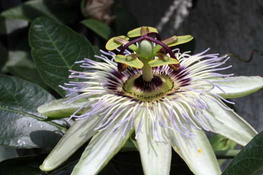 Passion Flower