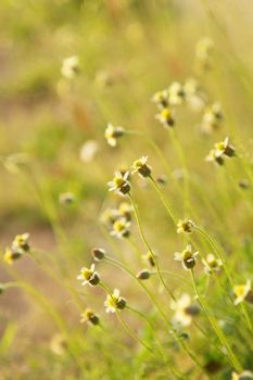 Spring flowers background