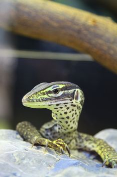 Lizard on rock