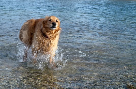 female golden retriever running in the water