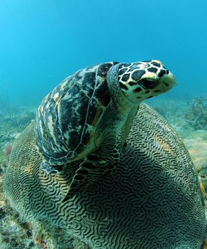 Hawksbill sea turtle, an endangered species, resting on brain coral