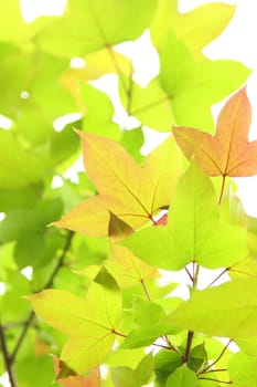 Green leaves background