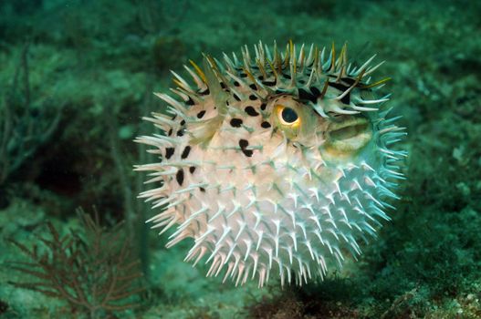 Blowfish or puffer fish underwater in ocean