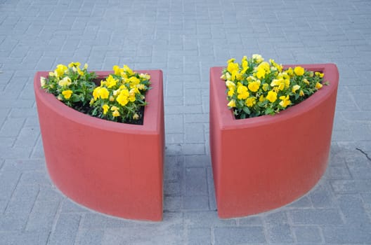 two concrete red flower pots on urban city pavement tiles and yellow violet pansy flowers grow.