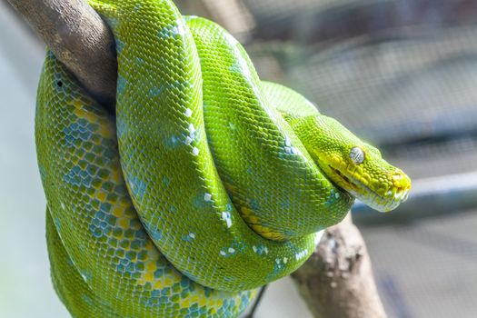 Resting wild green snake on a branch