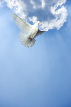 white dove in free flight under blue sky