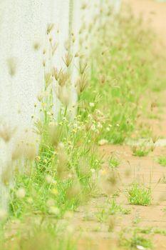 Spring grasses and flowers