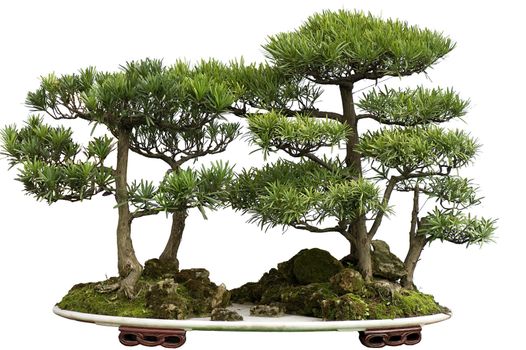 cedar bonsai