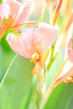 Pink flowers in spring at day time