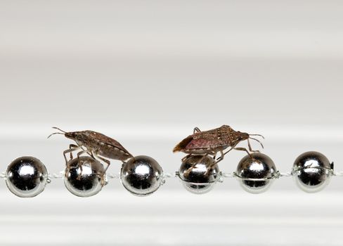 Two Shield or stink bugs  walking along a row of silver christmas decoration inside home