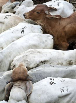 Breeding bulls herded into a corral at a cattle fair.