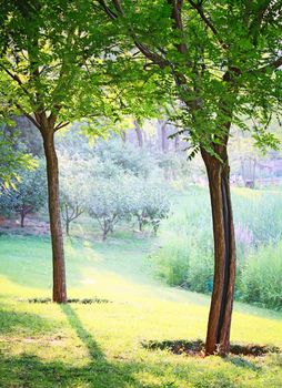 Closeup landscape photo of two trees in Chaoyang park of Beijing China,  in sunshine