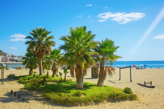 Palm trees on a beach in Fuengirola, Spain