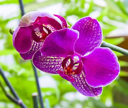 The branch of orchids in green background